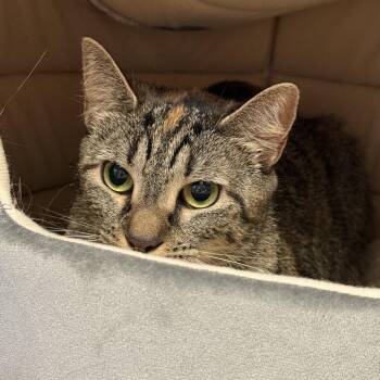 Koopa -  Domestic Short Hair Cat for Adoption in Manchester, New Hampshire - Koopa | PetCurious