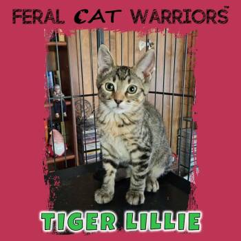 Tiger lillie -  Domestic Short Hair Cat for Adoption in Kingman, Arizona - Tiger Lillie | PetCurious