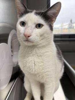 Xander -  Domestic Short Hair Cat for Adoption in Missoula, Montana - Xander | PetCurious