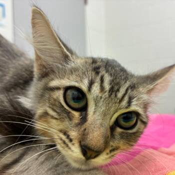 Marina -  Domestic Medium Hair Cat for Adoption in Corpus Christi, Texas - Marina | PetCurious