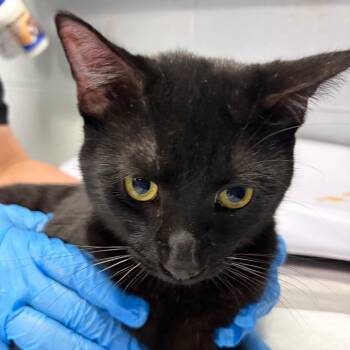 Domestic Short Hair Cats Available for Adoption in Summerville, South Carolina - Nox | PetCurious