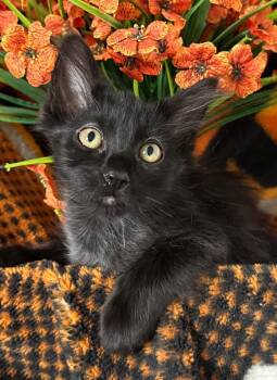 3/16/26 Alicia -  Domestic Medium Hair Cat Available for Adoption in Stillwater, Oklahoma - 3/16/26 Alicia | PetCurious