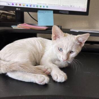 Jax -  Siamese Cat for Adoption in Gilbert, Arizona - Jax | PetCurious