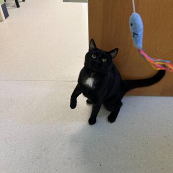 Dewey -  Domestic Short Hair Cat for Adoption in Milton, Massachusetts - Dewey | PetCurious
