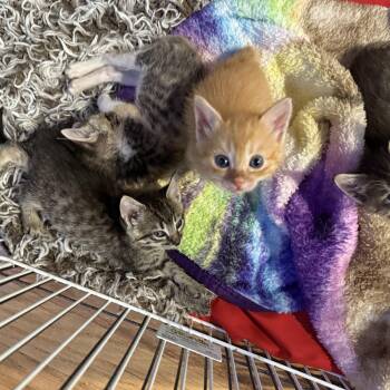 Perseus -  Tabby and Domestic Short Hair Cat for Adoption in Tracy, California - Perseus | PetCurious