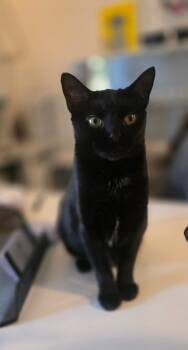 Midnight -  Domestic Short Hair Cat for Adoption in Miami, Oklahoma - Midnight | PetCurious