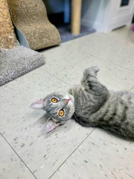 Rescue Domestic Short Hair Cats for Adoption in Onancock, Virginia - Citrine | PetCurious