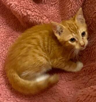 Now You See Me -  Tabby and Domestic Short Hair Cat for Adoption in Columbia, South Carolina - Now You See Me | PetCurious