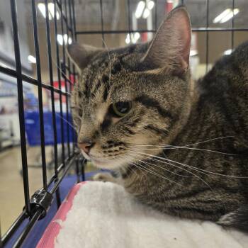 Domestic Short Hair Cats Available for Adoption - Oak | PetCurious