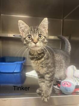 Tinker -  Domestic Short Hair Cat for Adoption in Ulster, Pennsylvania - Tinker | PetCurious
