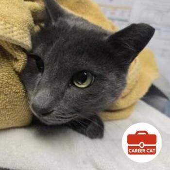Norman -  Domestic Short Hair Cat for Adoption in Roseville, California - Norman | PetCurious