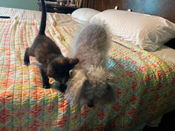 Hershey -  Domestic Short Hair Cat Available for Adoption in Sebastian, Florida - Hershey | PetCurious