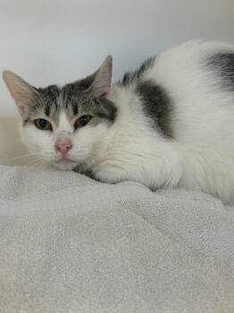 Darla -  Domestic Short Hair Cat for Adoption in Greenfield, Indiana - Darla | PetCurious