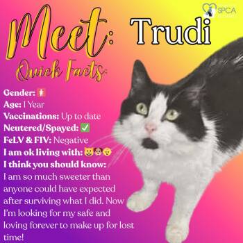 Domestic Long Hair Cats Available for Adoption in Fulton, New York - Trudi | PetCurious