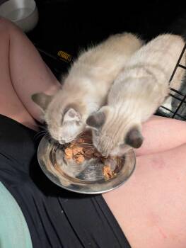 Sugar Cookie and Crème Brulee -  Domestic Short Hair Cat for Adoption in Seattle, Washington - Sugar Cookie And Crème Brulee | PetCurious