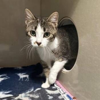 Brynn -  Domestic Short Hair Cat for Adoption in Hutchinson, Minnesota - Brynn | PetCurious