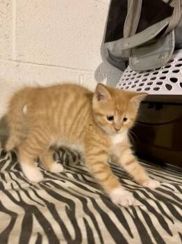 Violet -  Domestic Short Hair Cat for Adoption in West Mifflin, Pennsylvania - Violet | PetCurious