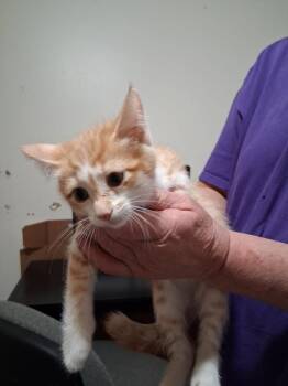Cache -  Domestic Medium Hair Cat for Adoption in Heber City, Utah - Cache | PetCurious