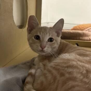 Jonathan -  Domestic Short Hair Cat for Adoption in Walnut Creek, California - Jonathan | PetCurious