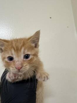 MANGO -  Domestic Short Hair Cat for Adoption in Fremont, California - MANGO | PetCurious