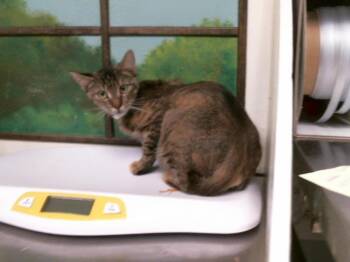 A2090995 -  Domestic Short Hair Cat for Adoption in Houston, Texas - A2090995 | PetCurious