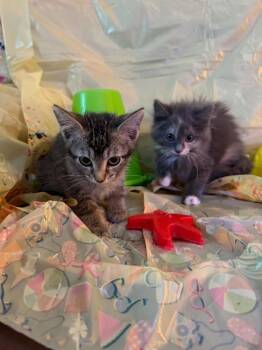 Tabatha and Siren -  Domestic Long Hair and Tabby Cat for Adoption in Deltona, Florida - Tabatha And Siren | PetCurious
