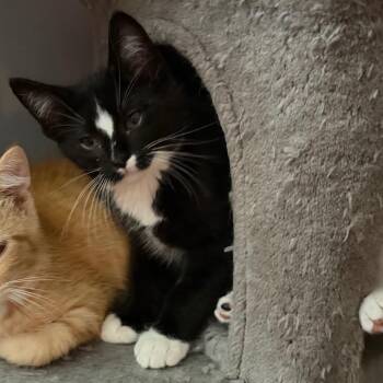 Cory -  Domestic Short Hair Cat for Adoption in Canton, Illinois - Cory | PetCurious