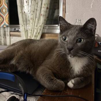 Domestic Short Hair Cats Available for Adoption in Missouri City, Texas - Gary | PetCurious