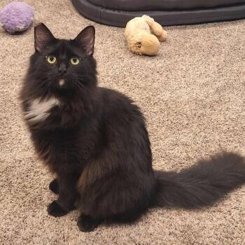 Rescue Domestic Medium Hair Cats for Adoption in Gladstone, Oregon - Olli | PetCurious