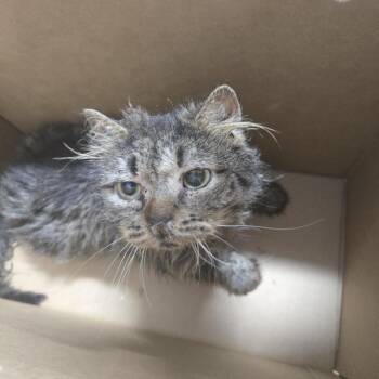 Gatsby -  Domestic Short Hair Cat for Adoption in Newark, New Jersey - Gatsby | PetCurious