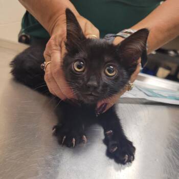 SCFL-Stray-66394_2_3_4 -  Domestic Short Hair Cat for Adoption in Lake Panasoffkee, Florida - SCFL-Stray-66394_2_3_4 | PetCurious