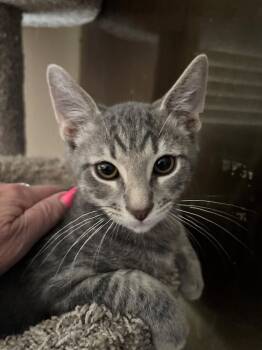 Poomba -  Domestic Short Hair Cat for Adoption in Phoenix, Arizona - Poomba | PetCurious