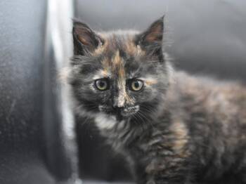 Dinosaur -  Domestic Long Hair Cat for Adoption in Portland, Oregon - Dinosaur | PetCurious