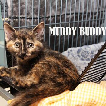 Muddy Buddy -  Domestic Short Hair Cat for Adoption in Mooresville, North Carolina - Muddy Buddy | PetCurious