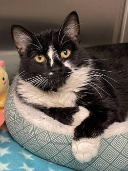 Domestic Medium Hair Cats Available for Adoption - Panda | PetCurious