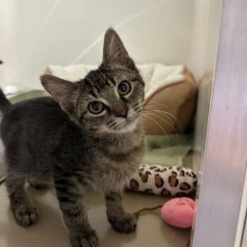 Dewdrop -  Domestic Short Hair Cat for Adoption in Chicago, Illinois - Dewdrop | PetCurious