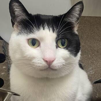 Domestic Short Hair Cats Available for Adoption - George | PetCurious
