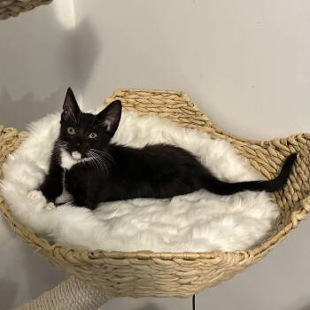 Darcy -  Domestic Short Hair Cat for Adoption in New York, New York - Darcy | PetCurious