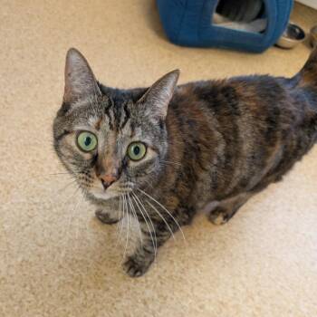 Domestic Short Hair Cats Available for Adoption - Halo & Saint | PetCurious