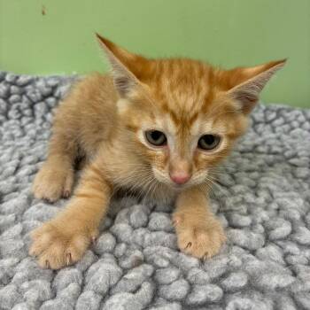 Parmigiano Reggiano -  Domestic Short Hair Cat for Adoption in St. Helena, California - Parmigiano Reggiano | PetCurious