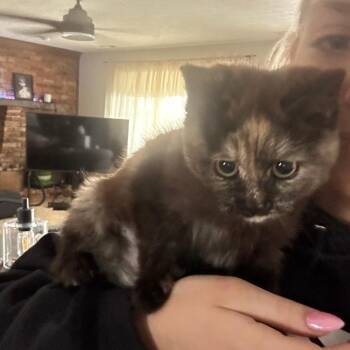 Domestic Medium Hair Cats Available for Adoption - Sandy | PetCurious