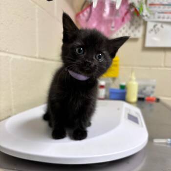Iris -  Domestic Short Hair Cat for Adoption in Roxboro, North Carolina - Iris | PetCurious