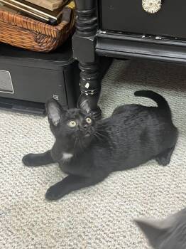 Piper -  Domestic Short Hair Cat for Adoption in Greenwood, Indiana - Piper | PetCurious
