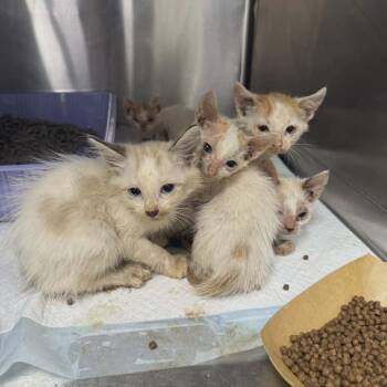 Astronomical Spots 13 -  Domestic Short Hair Cat for Adoption in Austin, Texas - Astronomical Spots 13 | PetCurious