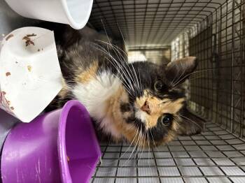 Rescue Domestic Long Hair and Tortoiseshell Cats for Adoption in New York, New York - CLAIRE - GORGEOUS SWEETHEART | PetCurious