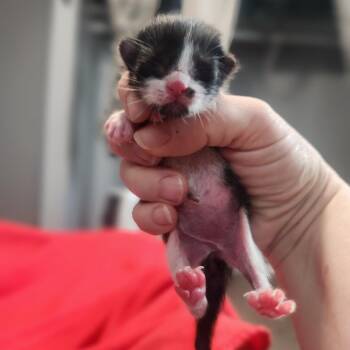 Domestic Short Hair Cats Available for Adoption in Layton, Utah - Lil Debbie | PetCurious
