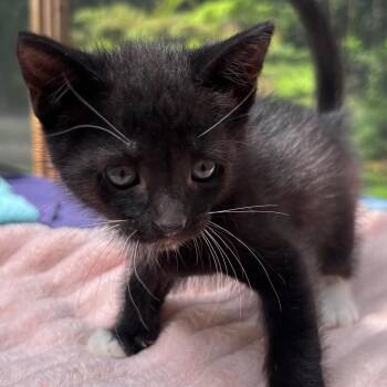 Henry -  Domestic Short Hair Cat for Adoption in Volcano, Hawaii - Henry | PetCurious
