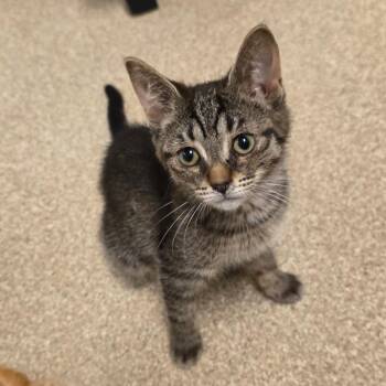 Tuna -  Domestic Short Hair Cat for Adoption in Bristol, Indiana - Tuna | PetCurious