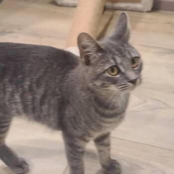 Zoe (Helen St Kitten) 1 -  American Shorthair Cat for Adoption in Westport, Connecticut - Zoe (Helen St Kitten) 1 | PetCurious