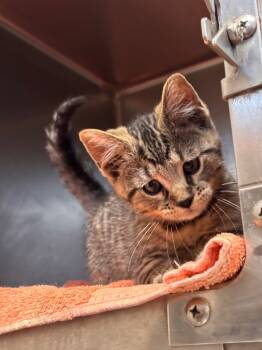 Rescue Domestic Short Hair Cats for Adoption in Lima, Ohio - Ryu | PetCurious